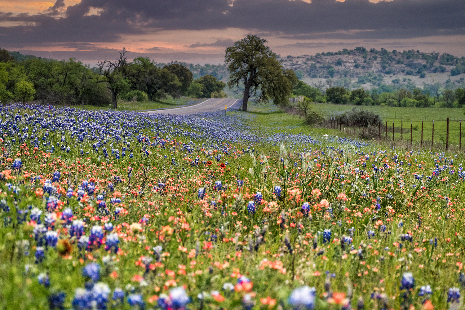 Wildflowers along a winding country road.