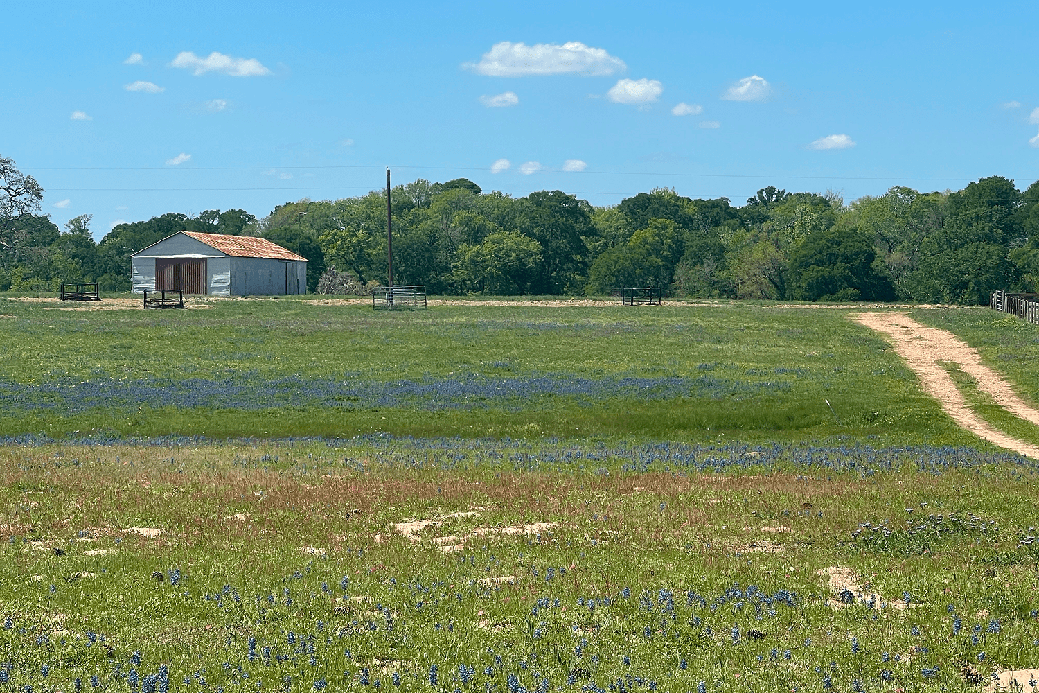Rural landscape with barn and wildflowers field.