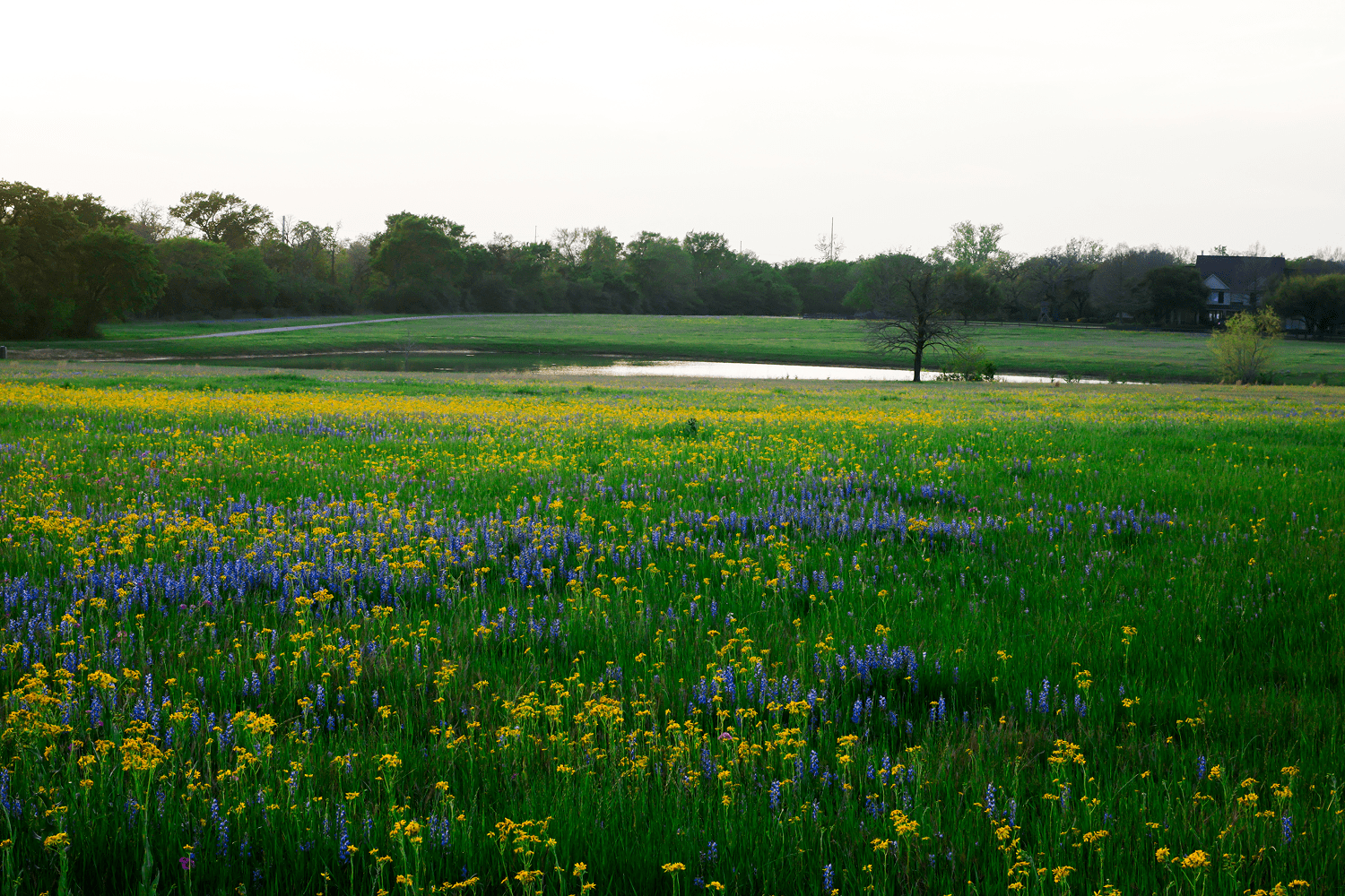 Field of wildflowers near a pond.