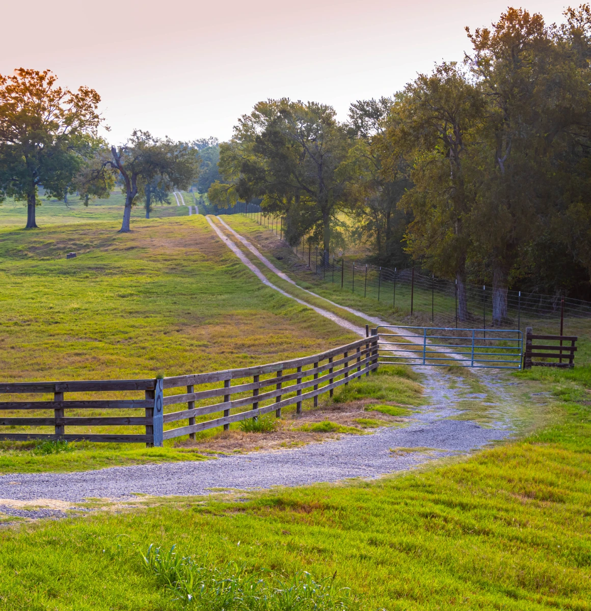 Country road through grassy field and trees.