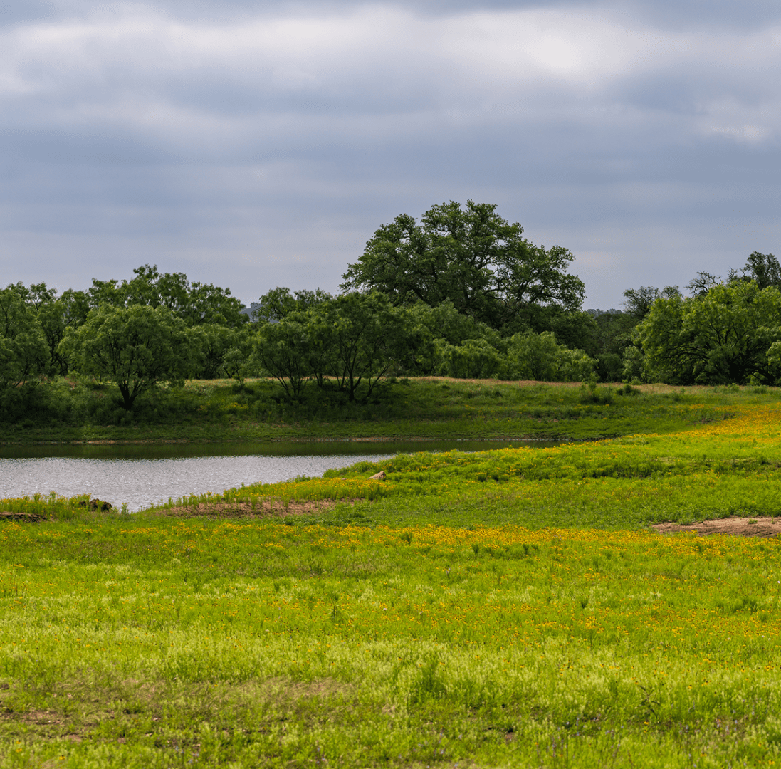 Lush green landscape with trees and pond.
