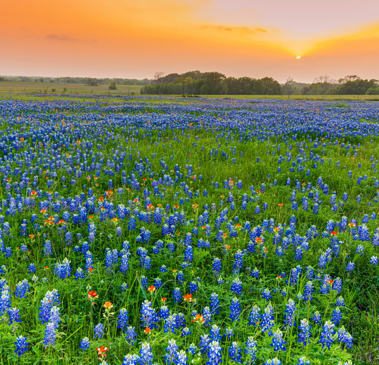 Field of bluebonnets at sunset.