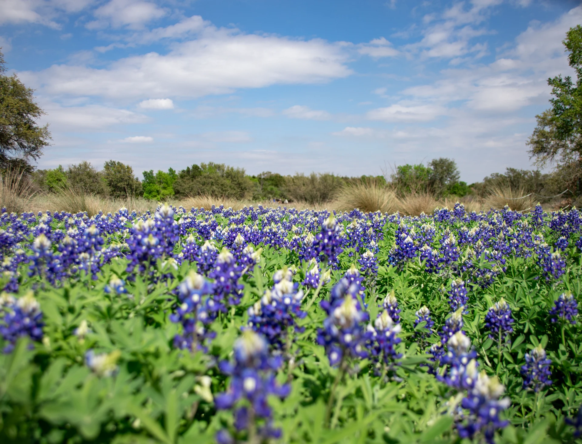 Field of blooming bluebonnets under blue sky.